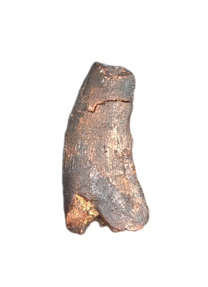 Tyrannosaur Tooth, Two Medicine Formation.