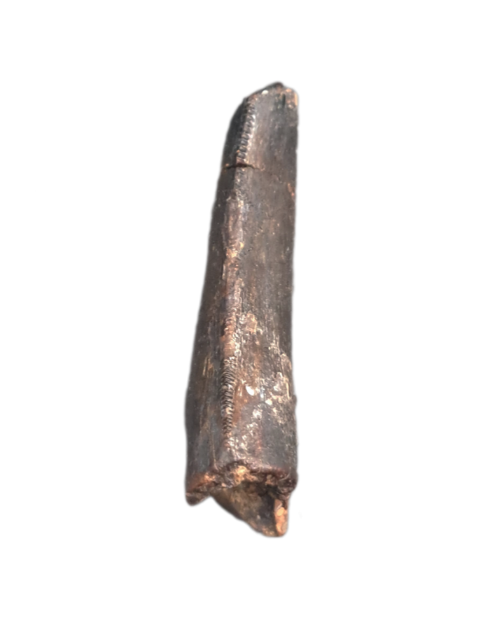 Tyrannosaur Tooth, Two Medicine Formation.