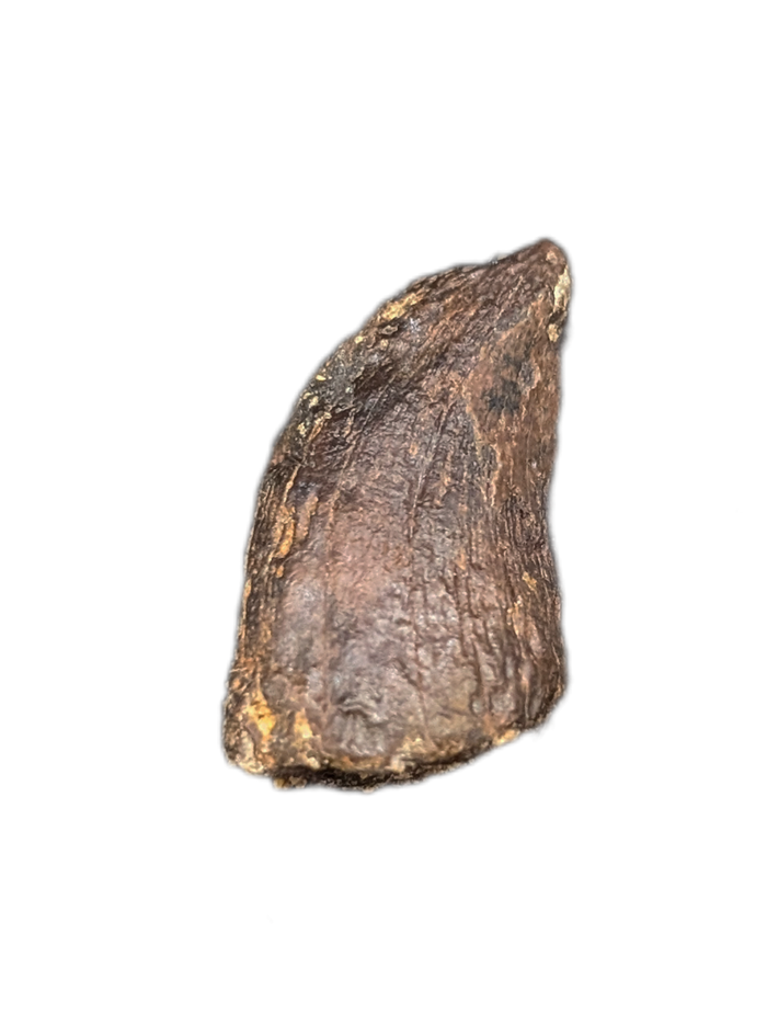 Tyrannosaurus Rex Tooth