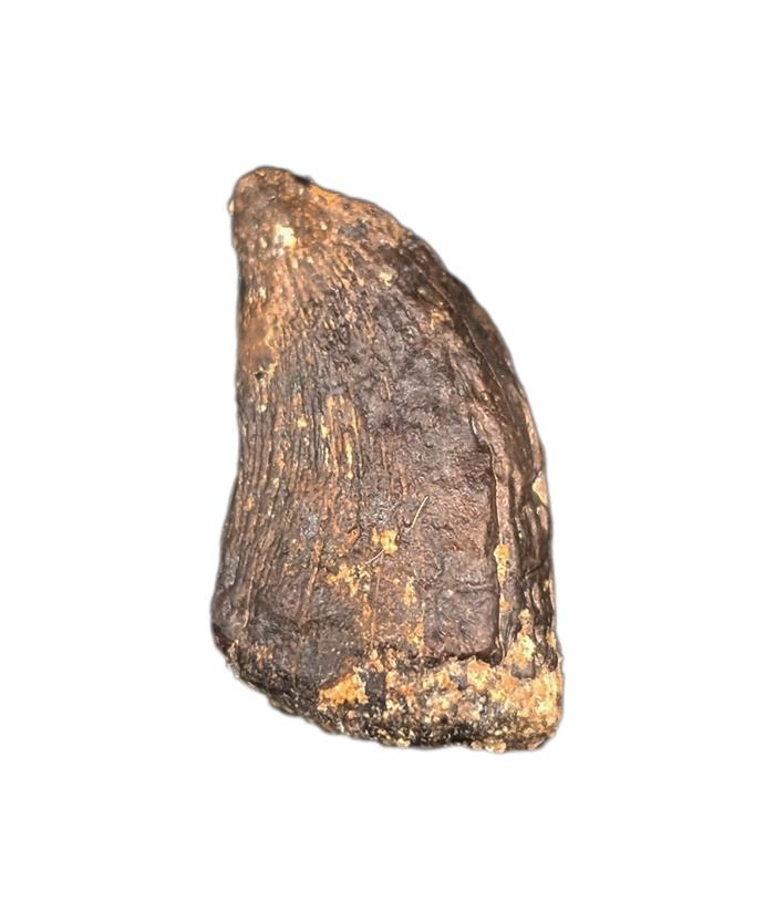 Tyrannosaurus Rex Tooth