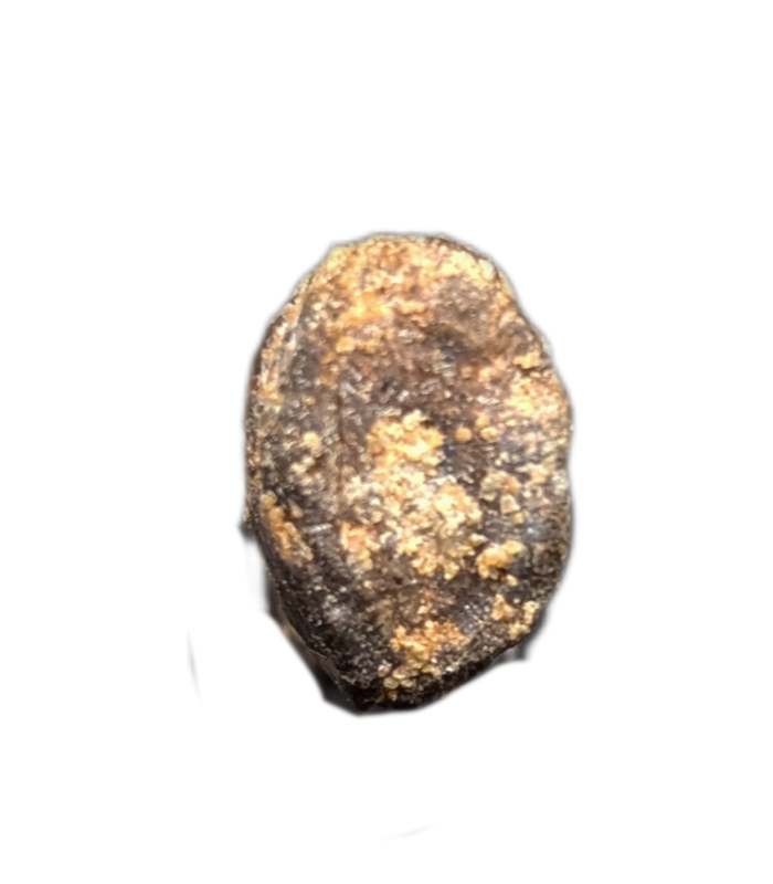 Tyrannosaurus Rex Tooth