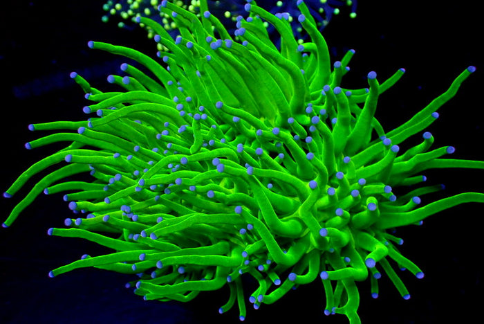 Ultra Bright Indo Blue Tip Green Torch - Corals Anonymous