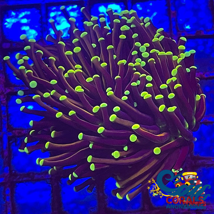 Ultra Indo Joker Gold Torch Torch