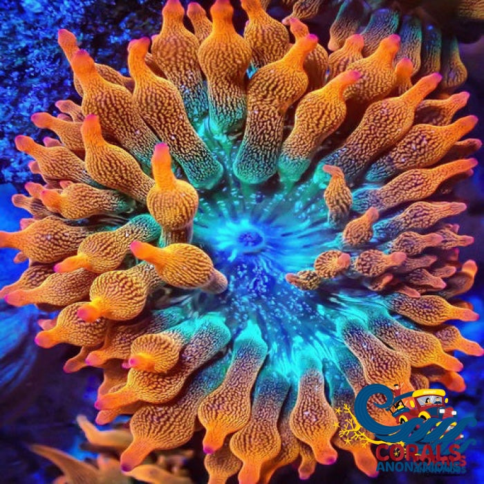 Ultra Rainbow Bubble Tip Anemone Bubbletipanemone