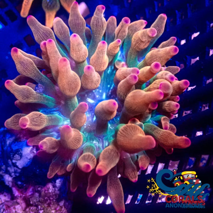 Ultra Rainbow Bubble Tip Anemone Bubbletipanemone
