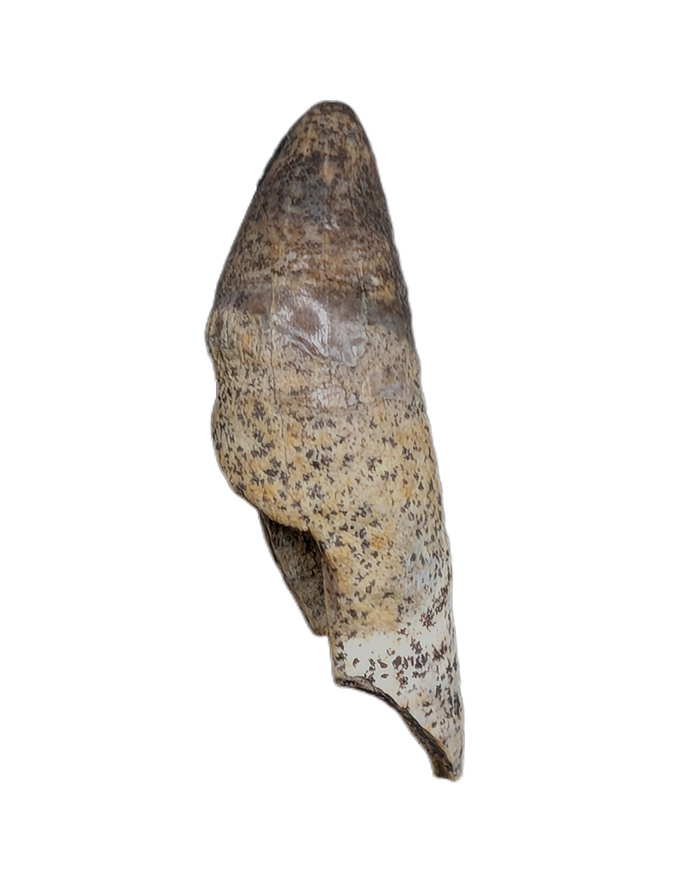 Unique Mammal Tooth, Hell Creek Formation