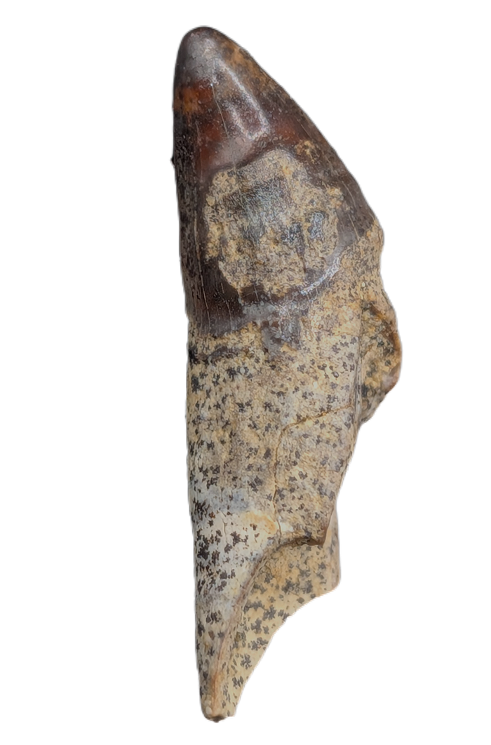 Unique Mammal Tooth, Hell Creek Formation
