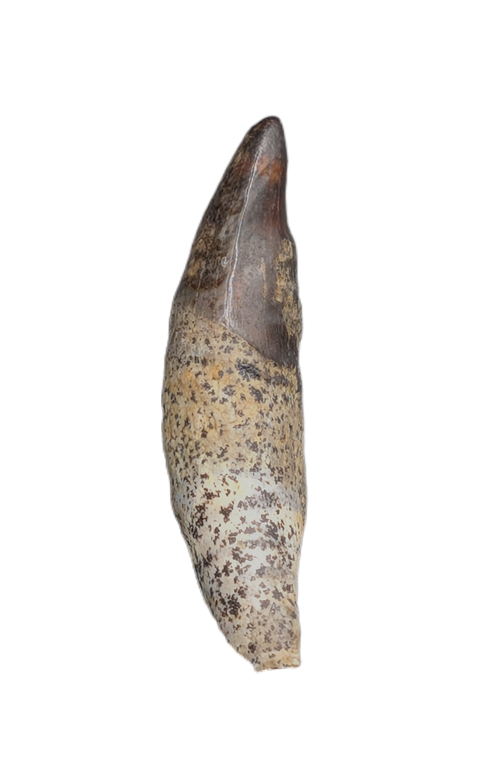 Unique Mammal Tooth, Hell Creek Formation
