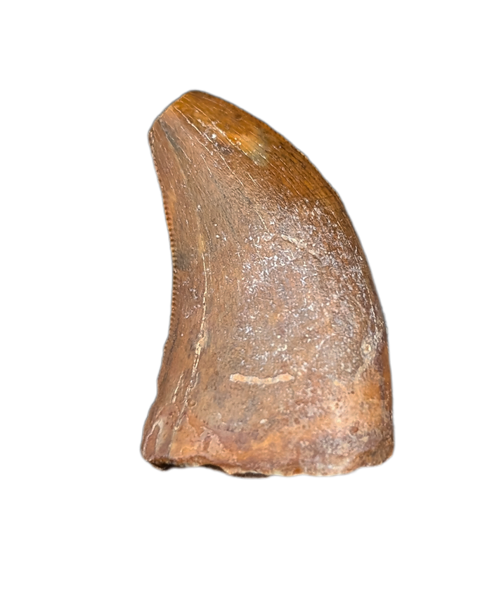 Unknown Species of Small Theropod Tooth, Elrhaz Formation