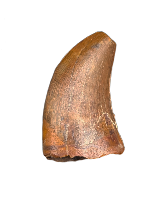 Unknown Species of Small Theropod Tooth, Elrhaz Formation