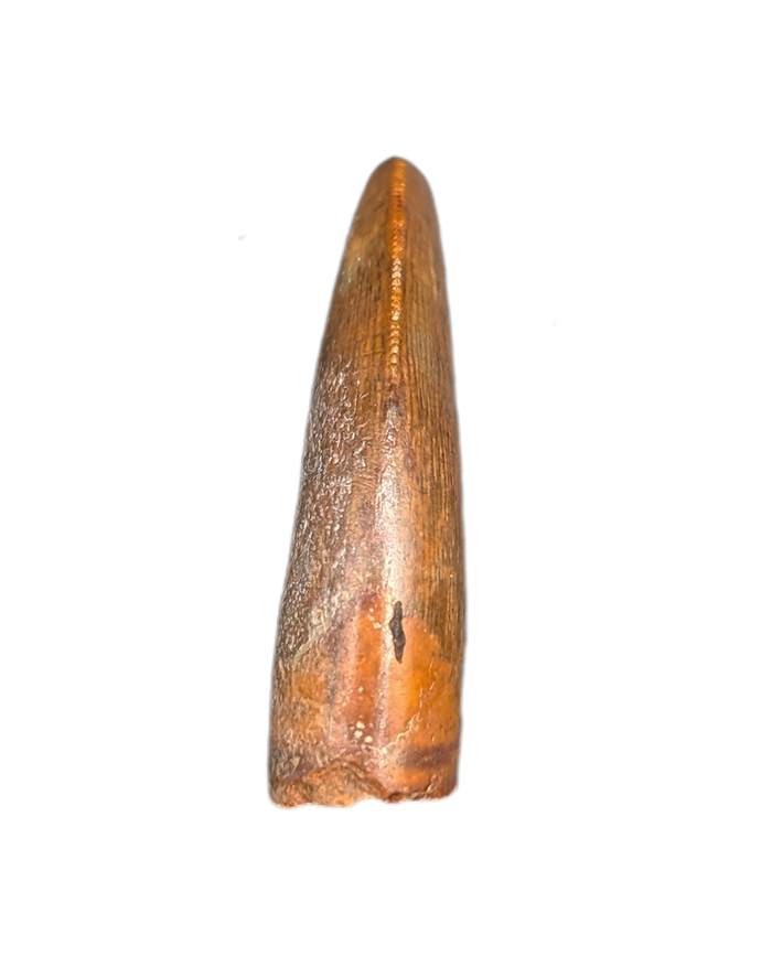 Unknown Species of Small Theropod Tooth, Elrhaz Formation