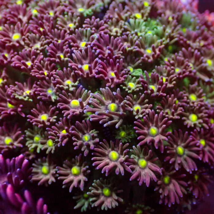 Watermelon Micro Goniopora (0.5-1” Frag) - Corals Anonymous