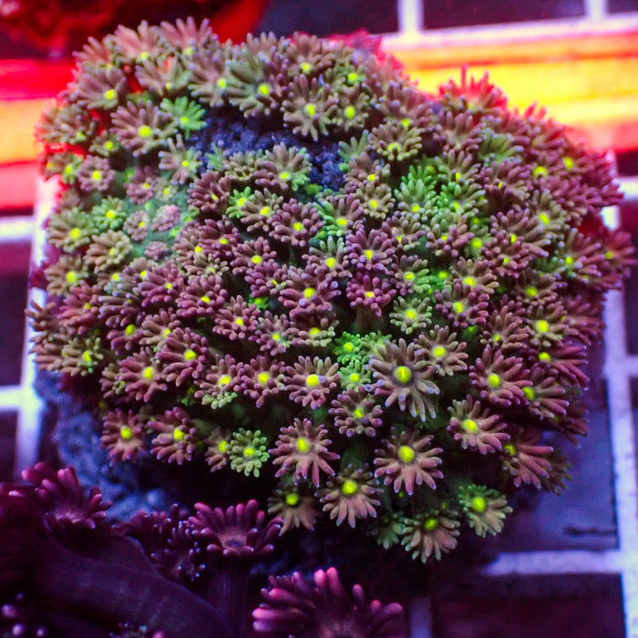 Watermelon Micro Goniopora (0.5-1” Frag) - Corals Anonymous