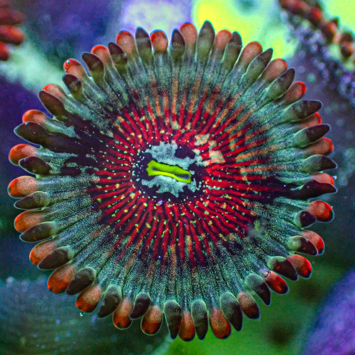 White Zombie Zoa