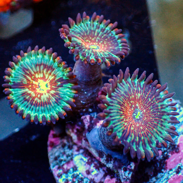 White Zombie Zoa (2-3 Polyps) - Corals Anonymous