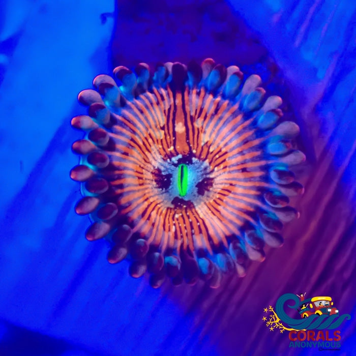 White Zombie Zoa (2-3 Polyps) Zoa