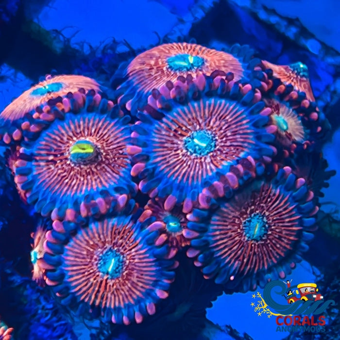 White Zombie Zoa (2-3 Polyps) Zoa