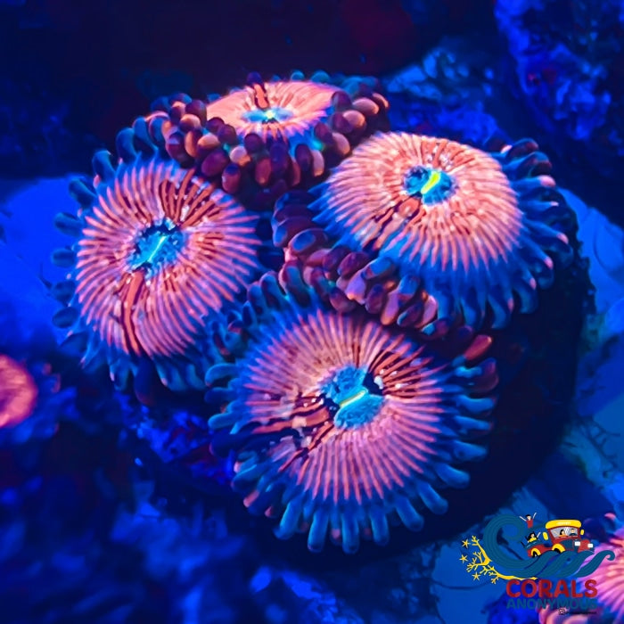 White Zombie Zoa (2-3 Polyps) Zoa