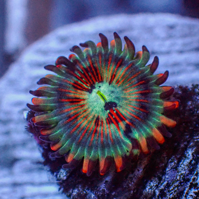 White Zombie Zoa - Corals Anonymous