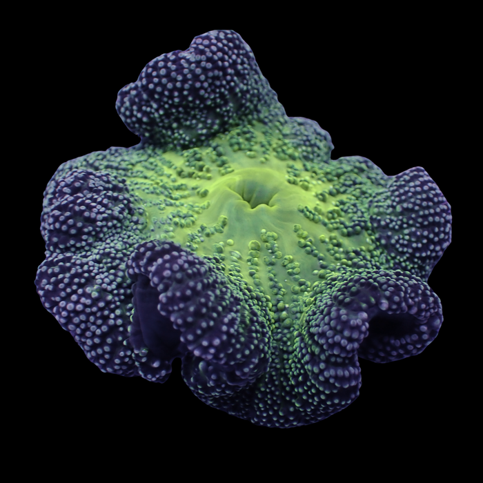 Wintermint Haddoni Carpet Anemone - Corals Anonymous