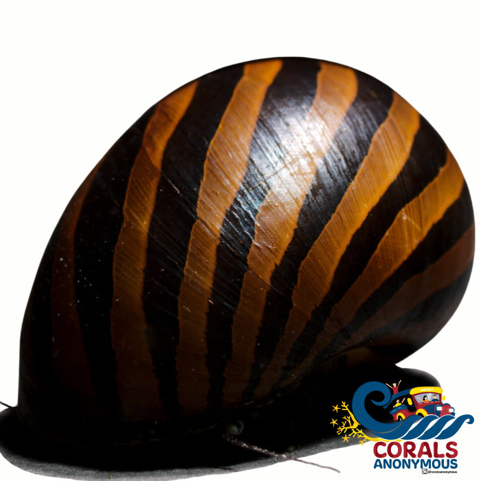 Yellow Racer Nerite Snails (Pack Of 3) Snail